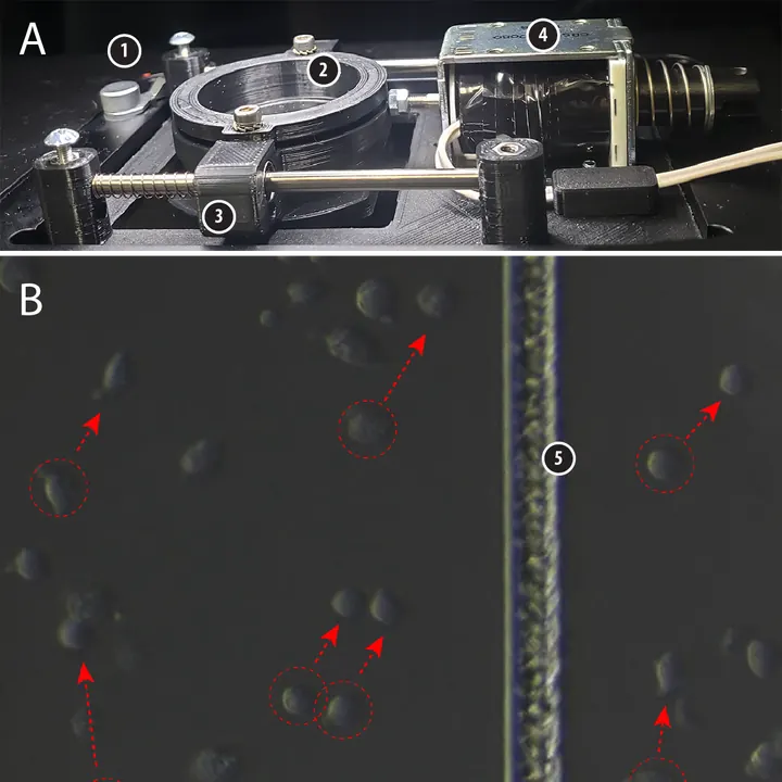 Cell Adhesion Study